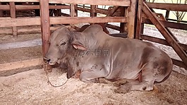 牛,動(dòng)物的本性,野生