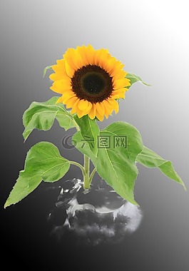 太陽花,秋季,靜物