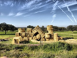 森林,綠色,戶外