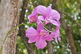 蘭花,花,性質