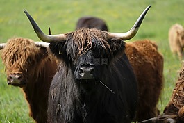牛肉,牛,動物