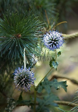 柏林,柏林公園的動(dòng)物,植物