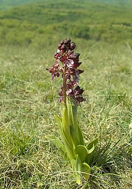 蘭花,aveyron,花
