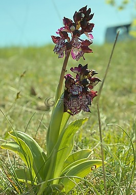 兰花,aveyron,花
