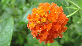 鮮花,自然,植物區(qū)系