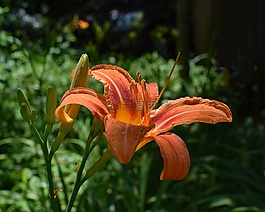 黄花菜芽,百合,芽