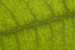 工作表,植物,靜脈