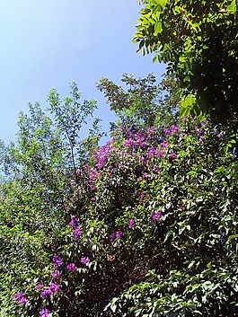 鮮花,植被,植物學家