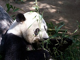 熊貓,大熊貓,動物園