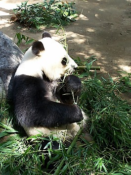 熊貓,大熊貓,動物園