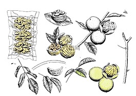 核桃,水彩畫插圖,水彩