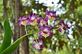 花,蘭花,性質(zhì)