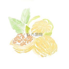 核桃,水彩畫插圖,水彩