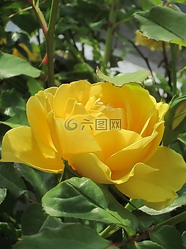 ros,黃色,夏天