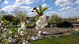 配發(fā),花園,性質(zhì)