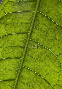 工作表,靜脈,植物
