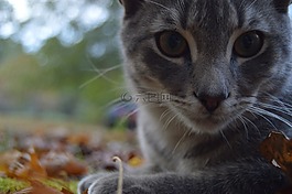貓,動物,貓的