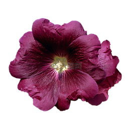 錦葵,花,花園