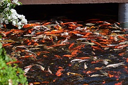 錦鯉,池塘,魚(yú)