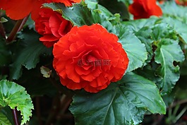 紅色,花,焦點(diǎn)