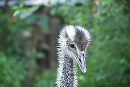 特寫,頭部,鴕鳥