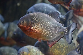 魚,危險,水下