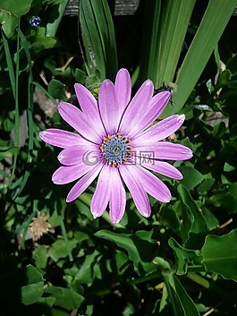 osteospermum,自然,花
