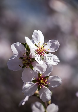 春,花卉,白