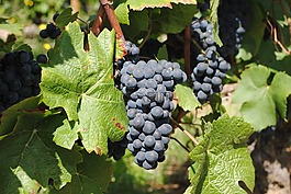 葡萄酒,wineyard,勃艮第