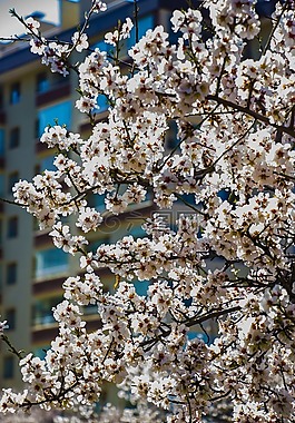 鮮花,春,白