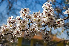 春天的花朵,花卉,性質(zhì)