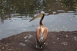 鳥,動物園,莫斯科