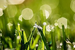 散景,露珠,冻结清晨的露水