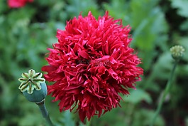 罂粟,罂粟花园,花
