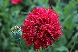 罂粟,罂粟花园,花