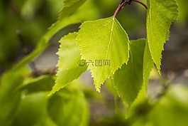 樺木,葉子,性質