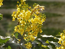 植物,十大功勞,花卉
