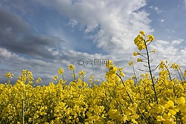 油菜,字段,戏剧性的云