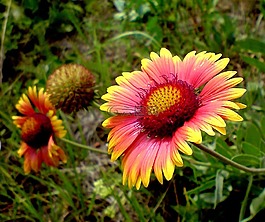 花卉,性質(zhì),愛