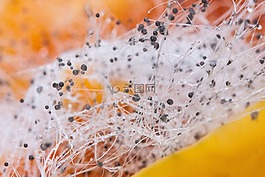 軛蘑菇,zygomycota,上辣椒粉