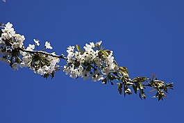 櫻桃花,櫻桃,藍(lán)色的天空