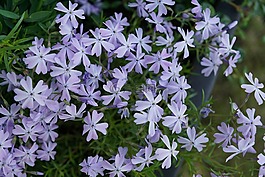 花,紫,开花