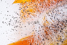軛蘑菇,zygomycota,上辣椒粉