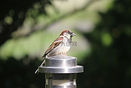 鳥(niǎo)類(lèi),斯珀林,滅絕