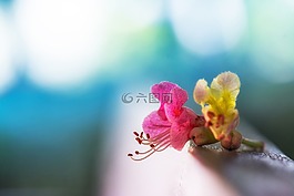褐色的花,顏色,戶外活動(dòng)