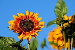 太陽花,花,鮮花