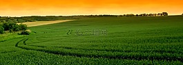 小麥,步行,性質(zhì)