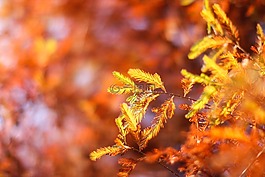 松,春天,樹