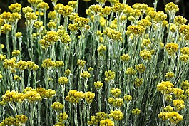 鮮花,顏色,戶外活動(dòng)