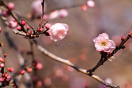 梅花,樹木,森林